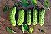 Photo Boston Pickling Cucumber Seeds - Non-GMO - 3 Grams new bestseller 2024-2023
