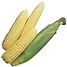 Photo Burpee Early Sunglow Hybrid (SU) Corn Seeds 200 seeds new bestseller 2024-2023
