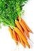 Foto Semillas de zanahoria temprana - Daucus carota nuevo éxito de ventas 2024-2023