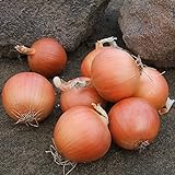 Onion Seeds - Talon Organic - 250 Seeds Photo, bestseller 2024-2023 new, best price $5.99 ($0.02 / Count) review