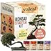 Foto valeaf Bonsai Starter Kit - SUMMER SALE - Züchten Sie Ihren eigenen Bonsai Baum - Anzuchtset inkl. 4 Sorten Bonsai Samen & Zubehör - für Anfänger - das ideale Geschenk zum Baum pflanzen neu Bestseller 2024-2023