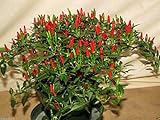 Small Thai Chili Hot Pepper Seeds - Hot Heirloom Chili from Thailand!!(25 - Seeds) Photo, bestseller 2024-2023 new, best price $3.59 ($0.14 / Count) review