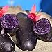 Photo 00 graines de pommes de terre de chair violette à peau noire taux de germination élevé facile à faire pousser pour manipuler les plantes potagères savoureuses de jardin pour l'agriculture do Gra nouveau best-seller 2022-2021
