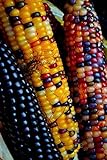 NIKA SEEDS - Vegetable Corn Montana Mix Heirloom for Salads - 50 Seeds Photo, bestseller 2024-2023 new, best price $8.95 ($0.18 / Count) review