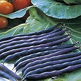 Purple Queen Bush Bean Seeds - 50 Count Seed Pack - Upright, Compact, and Bushy, This Variety is Easy to Grow and Pick. - Country Creek LLC Photo, bestseller 2024-2023 new, best price $3.29 review