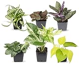 Easy to Grow Houseplants (6 Pack), Live House Plants in Plant Containers, Growers Choice Plant Set in Planters with Potting Soil Mix, Home Décor Planting Kit or Outdoor Garden Gifts by Plants for Pets Photo, bestseller 2024-2023 new, best price $25.61 review