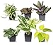 Photo Easy to Grow Houseplants (6 Pack), Live House Plants in Plant Containers, Growers Choice Plant Set in Planters with Potting Soil Mix, Home Décor Planting Kit or Outdoor Garden Gifts by Plants for Pets new bestseller 2023-2022