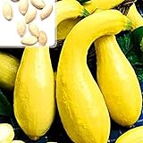 Kürbiskerne, 25Pcs / Beutel Kürbis-Samen Essbare fettarme Bananenform Melone Natürliche Seed Cuaurbit Samen für die Landwirtschaft Foto, Bestseller 2024-2023 neu, bester Preis 0,01 € Rezension