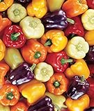 Burpee Carnival Mix Sweet Pepper Seeds 100 seeds Photo, bestseller 2024-2023 new, best price $8.01 review