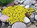Foto Sedum acre de oro de la alfombra, la uva de gato amarillo de tierra cubierta de la flor Semillas 500 semillas nuevo éxito de ventas 2024-2023