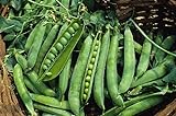 Green Arrow Pea Seeds - 50 Count Seed Pack - Non-GMO - A shelling Pea Variety That is Very Easy to Grow and thrives in Cold Weather. Excellent for Canning or Freezing. - Country Creek LLC Photo, bestseller 2024-2023 new, best price $2.99 review