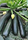 Seeds Zucchini Squash Black Beauty Vegetable for Planting Heirloom Non GMO Photo, bestseller 2024-2023 new, best price $7.99 review