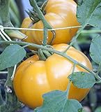 75+ Yellow Brandywine Tomato Seeds- Heirloom Variety- by Ohio Heirloom Seeds Photo, bestseller 2024-2023 new, best price $4.19 review