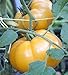 Photo 75+ Yellow Brandywine Tomato Seeds- Heirloom Variety- by Ohio Heirloom Seeds new bestseller 2024-2023
