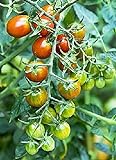 Moby Grape Tomato Seed Photo, bestseller 2024-2023 new, best price $6.95 review