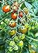 Photo Moby Grape Tomato Seed new bestseller 2024-2023