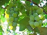 MOCCUROD 50pcs/Bag Green Grape Seeds Fruit Vine Vitis Vinifera Seeds Photo, bestseller 2024-2023 new, best price $7.99 ($0.16 / Count) review