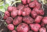 Simply Seed - 5 LB - Red Pontiac Potato Seed - Non GMO - Naturally Grown - Order Now for Spring Planting Photo, bestseller 2024-2023 new, best price $17.99 review