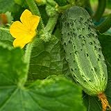 Bush Pickle Cucumber Garden Seeds - 3 g Packet ~100 Seeds - Non-GMO, Heirloom, Pickling, Vegetable Gardening Seed Photo, bestseller 2024-2023 new, best price $2.99 review