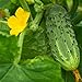 Photo Bush Pickle Cucumber Garden Seeds - 3 g Packet ~100 Seeds - Non-GMO, Heirloom, Pickling, Vegetable Gardening Seed new bestseller 2024-2023