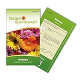 Gerbera Single Mix Samen - Gerbera - Gerberasamen - Blumensamen - Saatgut für 8 Pflanzen Foto, Bestseller 2024-2023 neu, bester Preis 1,99 € (0,25 € / stück) Rezension