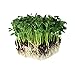 Photo Speckled Pea Sprouting Seeds - 5 Lbs - Certified Organic, Non-GMO Green Pea Sprout Seeds - Sprouts & Microgreens new bestseller 2024-2023