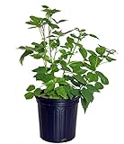 Rubus 'Heritage' (Raspberry) Edible-Shrub, red raspberry, #2 - Size Container Photo, bestseller 2024-2023 new, best price $29.47 review