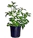 Photo Rubus 'Heritage' (Raspberry) Edible-Shrub, red raspberry, #2 - Size Container new bestseller 2024-2023