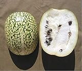 10 Seeds Shark fin Melon chilacayote fig leaved Malabar Gourd Heirloom Very Rare Photo, bestseller 2024-2023 new, best price $8.99 ($0.90 / Count) review