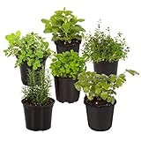 Live Aromatic and Edible Herb Assortment (Lavender, Rosemary, Lemon Balm, Mint, Sage, Other Assorted Herbs), 6 Plants Per Pack Photo, bestseller 2024-2023 new, best price $28.11 ($4.68 / Count) review
