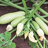 Bianca di Trieste Zucchini Samen für ca. 10 Pflanzen - helle Früchte, ertragreich Foto, Bestseller 2024-2023 neu, bester Preis 1,69 € (0,17 € / stück) Rezension