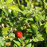 Chiltepin Peppers (Capsicum annuum VAR. glabriusculum) 250mg Seeds for Planting, Mother of All Peppers, jalapeño, Non-GMO, Heirloom, Open Pollinated Vegetable Gardening Seeds - Hot Pepper Photo, bestseller 2024-2023 new, best price $6.99 review