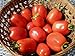 Photo 75+ Roma VFN- Heirloom Tomato Seeds new bestseller 2024-2023