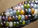Glass Gem Corn Seeds (200 Seeds) - USA Grown by PowerGrow Systems Guaranteed to Grow Photo, bestseller 2024-2023 new, best price $6.99 ($0.03 / Count) review