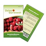Monatserdbeeren Rügen Samen - Fragaria vesca - Erdbeersamen - Obstsamen - Saatgut für 70 Pflanzen Foto, Bestseller 2024-2023 neu, bester Preis 1,99 € (0,03 € / stück) Rezension