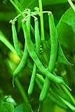 Burpee Blue Lake 47 Bush Bean Seeds 2 ounces of seed Photo, bestseller 2024-2023 new, best price $6.79 ($3.40 / Ounce) review