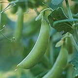 Burpee Little SnapPea Pea Seeds 200 seeds Photo, bestseller 2024-2023 new, best price $6.63 review