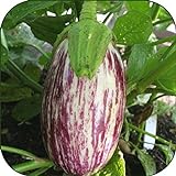 100 - Graines:. Listada de Gandia Aubergine Seeds - Striping Violet sur Le Blanc y !! Photo, best-seller 2024-2023 nouveau, meilleur prix 6,99 € examen