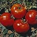 Photo Abe Lincoln Heirloom Tomato Seeds- 50+ new bestseller 2024-2023
