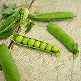 Little Marvel Shelling Pea - 50 Seeds - Heirloom & Open-Pollinated Variety, Easy-to-Grow & Cold-Tolerant, Non-GMO Vegetable Seeds for Planting Outdoors in The Home Garden, Thresh Seed Company Photo, bestseller 2024-2023 new, best price $7.99 review