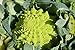 Photo Graines Chou brocolis Romanesco - sachet de 400 graines - Brassica/oleracaea/Brassicaceae - Graines de style nouveau best-seller 2022-2021