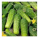 David's Garden Seeds Cucumber Pickling Boston 3399 (Green) 50 Non-GMO, Heirloom Seeds Photo, bestseller 2024-2023 new, best price $2.95 ($0.06 / Count) review
