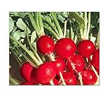 100 Champion Radish Seeds | Non-GMO | Fresh Garden Seeds Photo, bestseller 2024-2023 new, best price $6.95 review