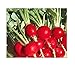 Photo 100 Champion Radish Seeds | Non-GMO | Fresh Garden Seeds new bestseller 2024-2023