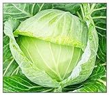 250 Golden Acre Cabbage Seeds | Non-GMO | Fresh Garden Seeds Photo, bestseller 2024-2023 new, best price $6.95 review