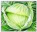 Photo 250 Golden Acre Cabbage Seeds | Non-GMO | Fresh Garden Seeds new bestseller 2023-2022