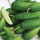 Organic-Double Yield Cucumber Seeds (40 Seed Pack) Photo, bestseller 2024-2023 new, best price $5.19 review