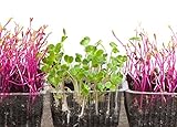 Semillas de germinación - rábano negro - 850 semillas Foto, éxito de ventas 2024-2023 nuevo, mejor precio 18,00 € revisión