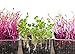 Foto Semillas de germinación - rábano negro - 850 semillas nuevo éxito de ventas 2024-2023