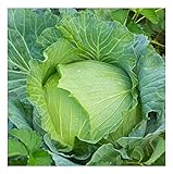 David's Garden Seeds Cabbage Early Jersey Wakefield 6632 (Green) 50 Non-GMO, Heirloom Seeds Photo, bestseller 2024-2023 new, best price $4.45 review